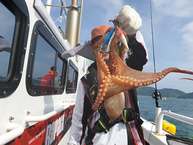 여수 7월 17일 돌문어 조황