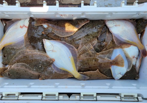 동해 참가자미 / 왕도다리 조황