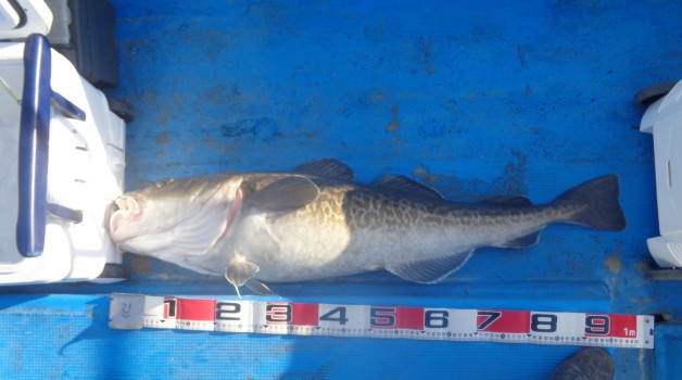 동해 장호항 / 임원항 왕대구지깅